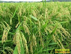 种植致富项目:杂交水稻好种又赚钱