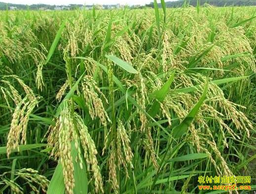 ��ֲ�¸���Ŀ���ӽ�ˮ��������׬Ǯ