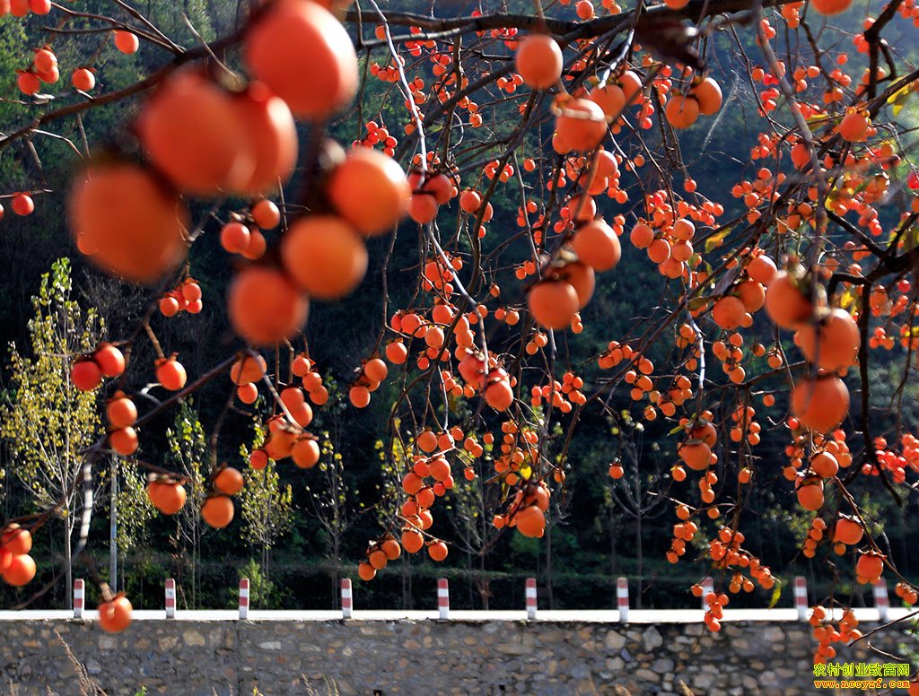 ������ͼƬ