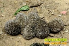 ��⬺����������׬Ǯ�𣿴����ֳǰ������