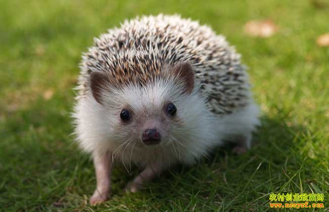 �����ֳ��Ŀ