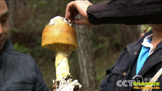 [�¸���]�μ�Ӣ��ͻ����ج�ıƽ���ɽ��Ұɽ��