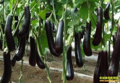 [ũ�����]�����ӽ����ּ�����Ƶ