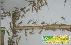 �ڻ���ֳ�з��� ��ֳ�ڻ������