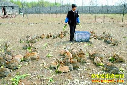 С��������ɫ��ֳ