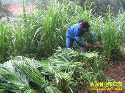 �����ϲ���ֲ 