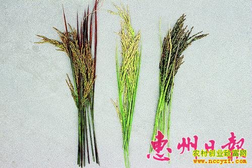 ���󣩺��׵��ȣ����У����׵��ȣ����ң����׵���