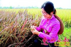 �㶫��������Ĵ�ְ��ˮ������ũ���¸������