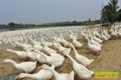 ���ջ�������;���������˾������¸�