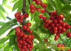 ɽ����̩ӣ�������� ӣ�ұ����¸���