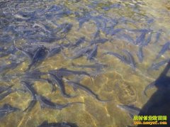 ����¤�ϴ�ҵ�¸�Ů�������������������һ��