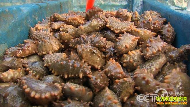 [�¸���]֣���γԿ�Գ����ĺ��βƸ�