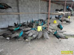 [�����е�]�㽭���˸߷�ð�յĿ�ȸ��ֳ�Ƹ�֮��