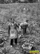 ��ֲ��Ŀ����ݮ����������׬ǮЧ���