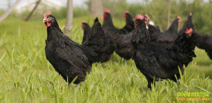 ��ɽ����ֳ