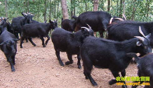 ���ɺ�ɽ��ͼƬ