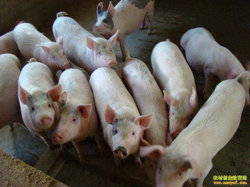 �ٸ�������ֳ