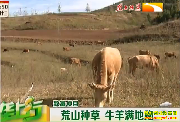 ¢������ֳ�¸���Ŀ����ɽ�ֲ� ţ��������