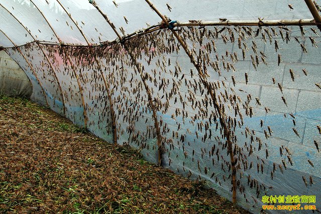 ɽ���������ٸ���������׬50��������¸�