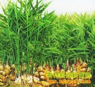 [ÿ��ũ��]���������еĴ󽪲�����