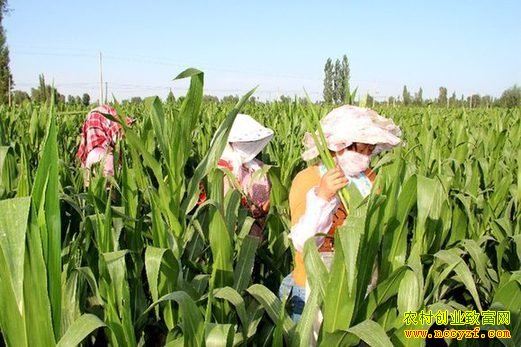 ����Ӫ�����ε����������¸���