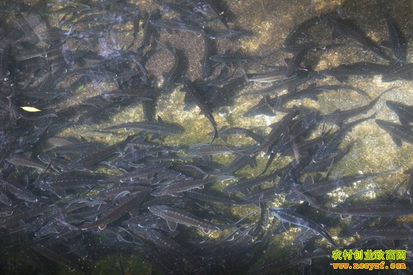 ������ֳ