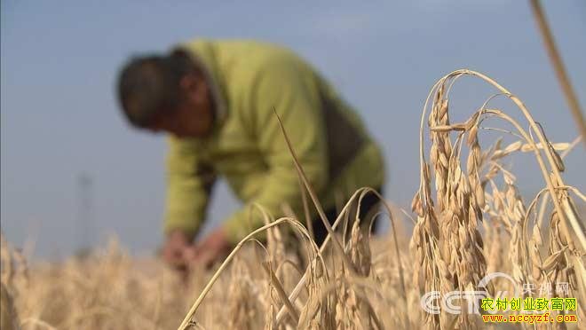 [��ɫʱ��]ɳĮ��ˮ�� ����������