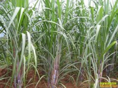 [ũ�����]������ˮ�Ѷ�������������