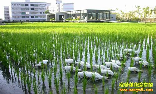 ������Ѽ