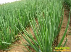 [ũ�����]��Ҷ�������༼����Ƶ