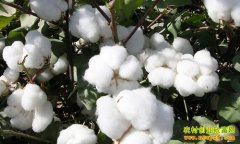 [�۽���ũ]�޻��۸�� ��ɶ��׬Ǯ