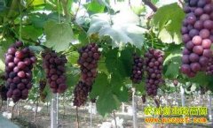 ɽ������Ҧ���׷��������Ѻϳ����¸�����