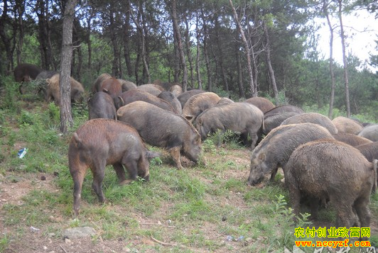 [�Ƽ�Է]ɽ��л����Ϊʲô��������ȥ����