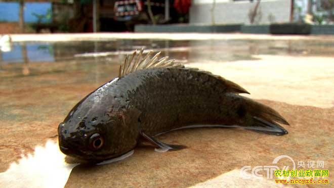 [�¸���]�ҿ�����ֳ����·�İ��������׬Ǯ