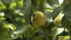 [ũ�����]������ʢ�����������������Ƶ