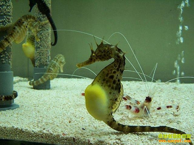 �����˹���ֳ��Ƶ