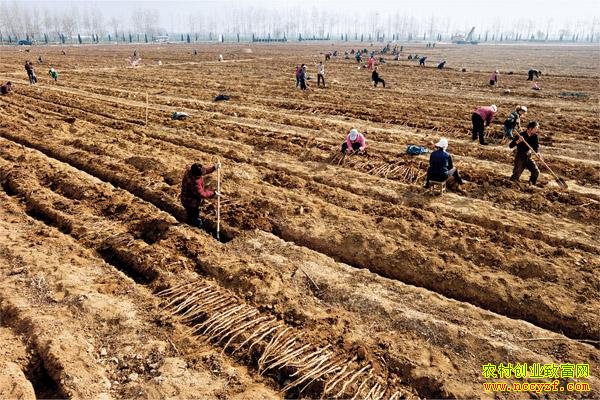 ����ɽҩͼƬ