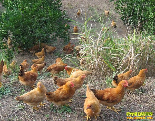 ������Զ��������ѧ������ �������ͬ�¸�