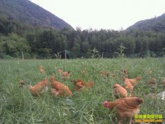 ������Զ��������ѧ������ �������ͬ�¸�