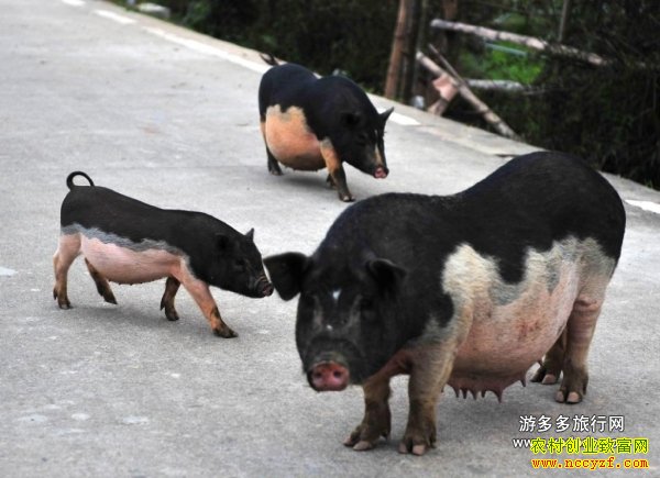 ���������ͼƬ