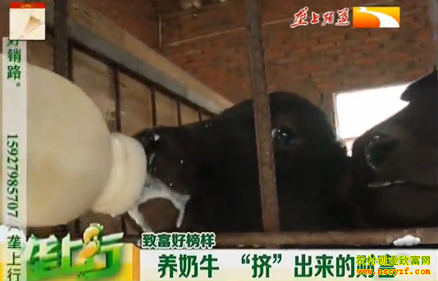 ��ֳ�¸�����������ţ�����������ĲƸ�