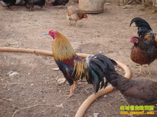 [ÿ��ũ��]����Ƹ���΢�ͼ������г�