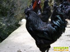 �������ֳҩ�ż��¸�