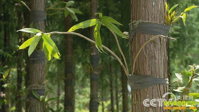 [��ɫʱ��]��������ƹ�����ʯ����������׬����