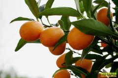 �����ڰ���԰԰��ֲ���ٳ��¸��������