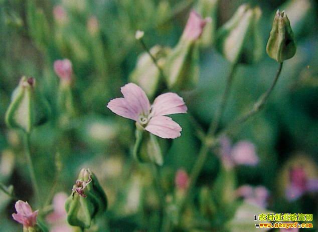 ������ͼƬ