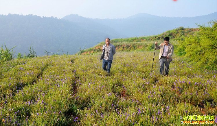 ������ֲͼƬ