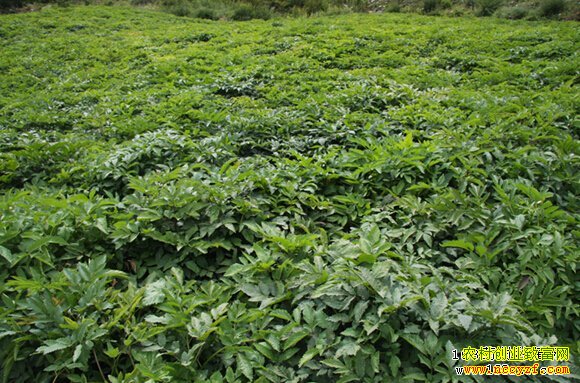 Ǽ����ֲͼƬ