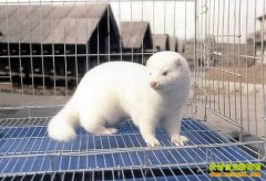 [ÿ��ũ��]��������ĲƸ�����