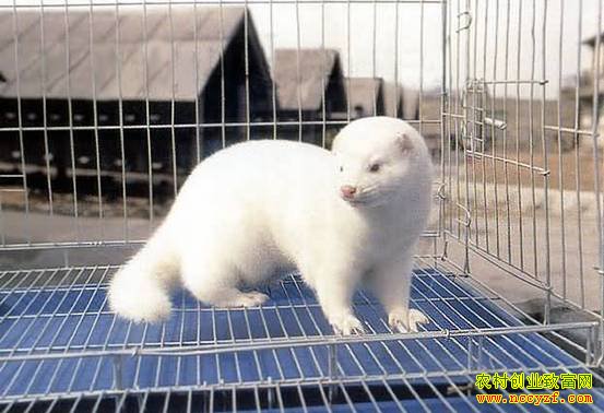 [ÿ��ũ��]��������ĲƸ�����